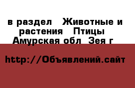  в раздел : Животные и растения » Птицы . Амурская обл.,Зея г.